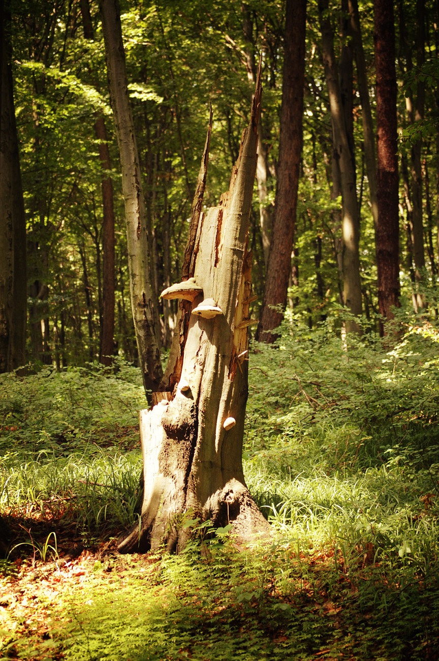                                         fot. Karol Jańczuk, Nadleśnictwo Tomaszów