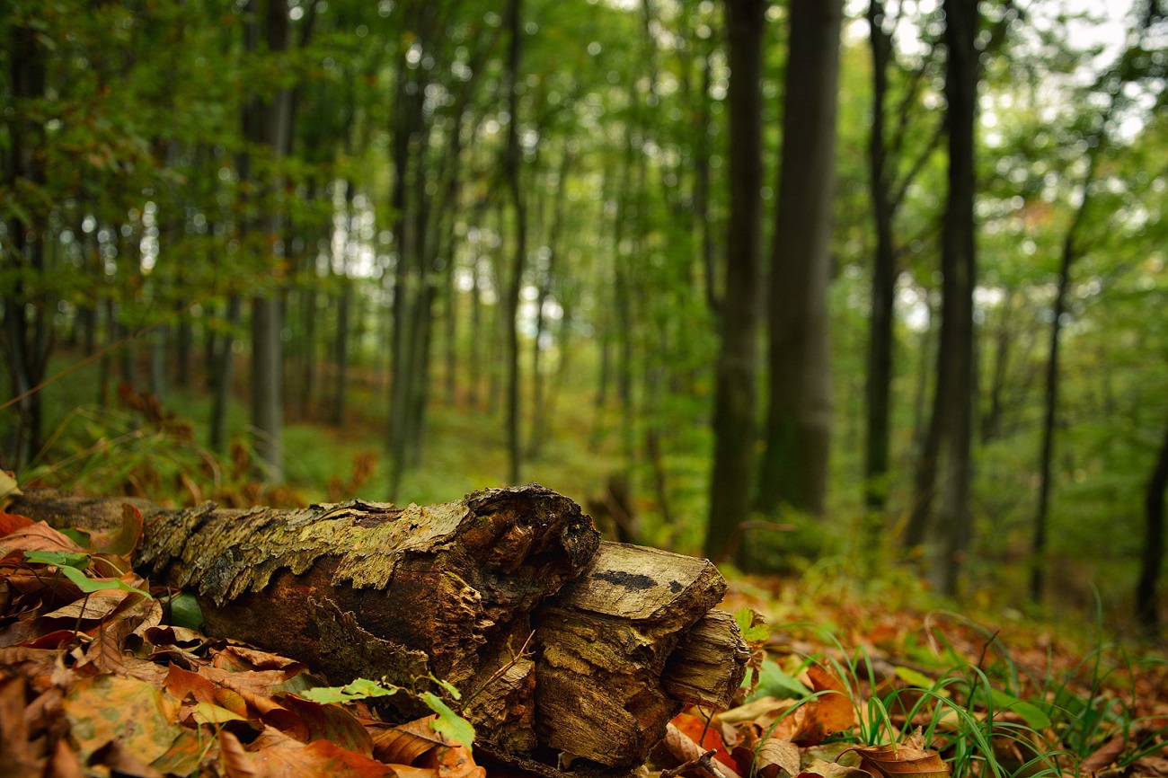                                 fot. Karol Jańczuk, Nadleśnictwo Tomaszów