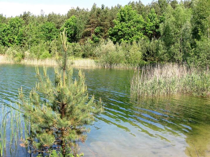 fot&#x2e;&#x20;A&#x2e;&#x20;Szulik&#x2c;&#x20;Nadleśnictwo&#x20;Międzyrzec