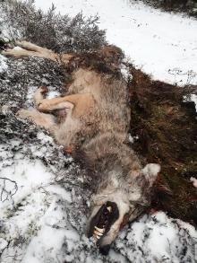 Martwy wilk odnaleziony przez leśników