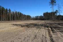 Leśna inwestycja na rzecz nowych pokoleń lasu