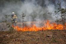 Susza i pożary lasów