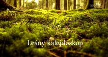 Leśny Kalejdoskop
