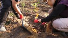 Ochotnicy pomagają w sadzeniu lasów