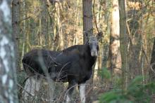 Narastający problem szkód wyrządzanych przez zwierzynę dziką w lesie