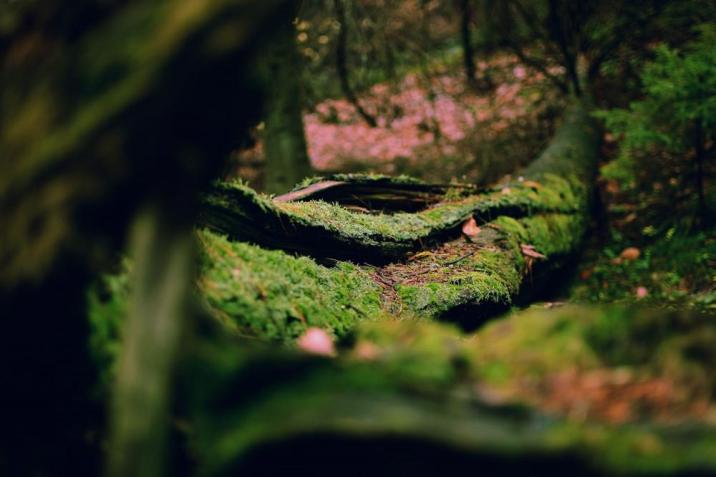 fot. Karol Jańczuk, Nadleśnictwo Tomaszów