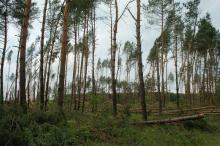 Aura nie oszczędziła mirczańskich lasów