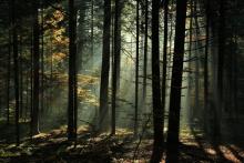 O lasach lubelskiej dyrekcji na antenie Radia Dla Ciebie