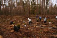 Rozpoczęło się wielkie sadzenie w lasach lubelskiej dyrekcji