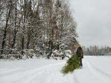 Choinki z lubelskich lasów polecają się na Święta