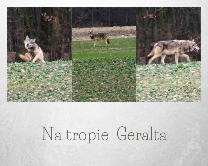 Pomimo&#x20;zdjęć&#x20;i&#x20;nagrań&#x20;wideo&#x20;wysyłanych&#x20;do&#x20;nadleśnictwa&#x2c;&#x20;brak&#x20;sygnału&#x20;GPS&#x20;znacząco&#x20;utrudnia&#x20;odnalezienie&#x20;Geralta&#x2c;&#x20;fot&#x2e;&#x20;Tomasz&#x20;Szumarek