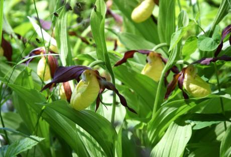 Razem dla natury – ochrona gatunków i siedlisk na terenach cennych przyrodniczo