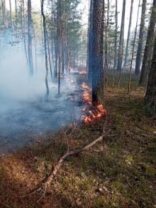 Palny początek wiosny w lasach lubelskiej dyrekcji